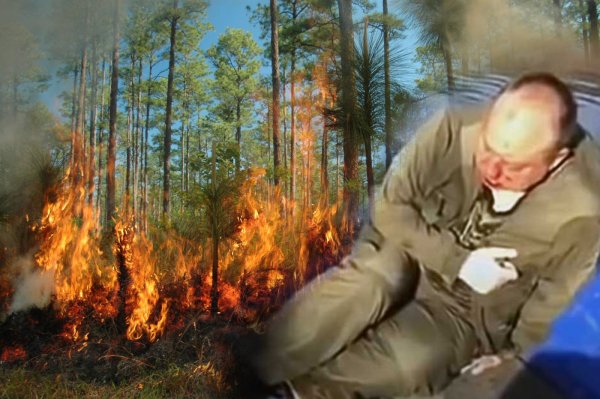 Власть во всей красе: В масштабных поджогах леса уличили чиновников