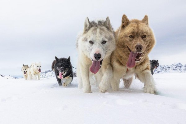 С помощью собак жители Сибири смогли охотиться и преодолевать большие расстояния в условиях Арктики; Фото: Wikimedia