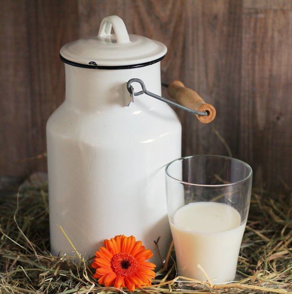 Парное молоко может содержать устойчивые к антибиотикам бактерии