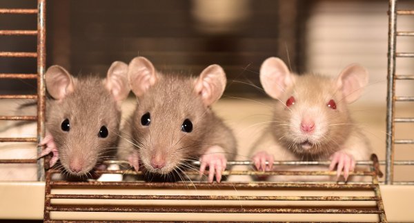 Инстинкт материнства помог 40% крыс победить кокаиновую зависимость